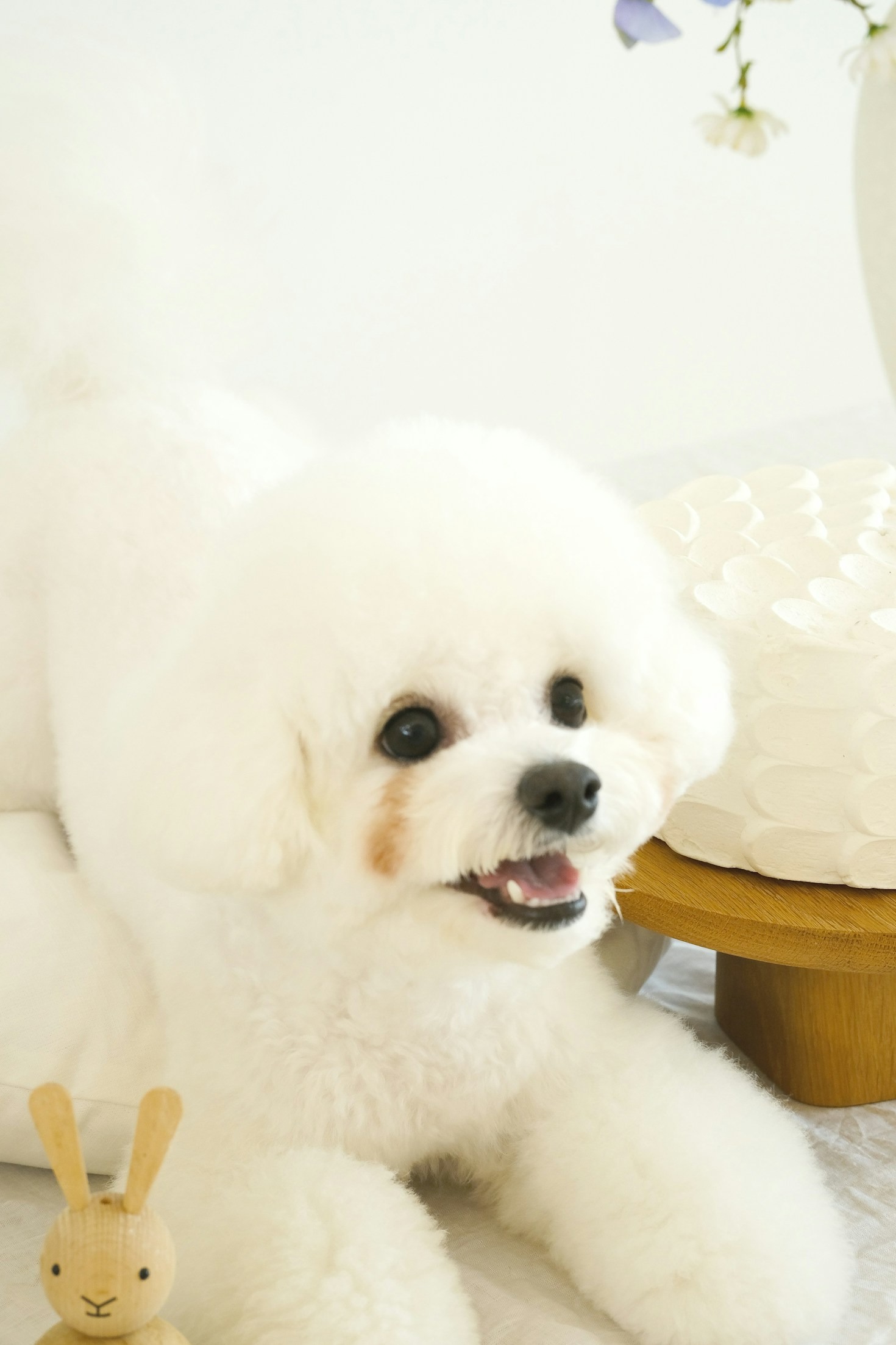 Produtos que fazem a diferença na rotina dos pets